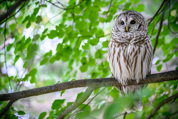 Barred Owl