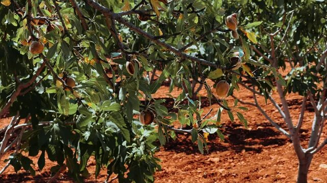 An almond tree hung with ripening green nuts against a sunny sky. Unripe green almonds hanging from the branches on a sunny day. Fresh green almond fruits on a tree, through the sun's rays. 4К