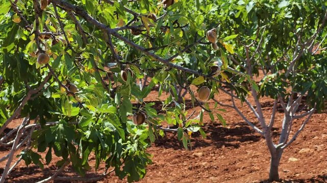 An almond tree hung with ripening green nuts against a sunny sky. Unripe green almonds hanging from the branches on a sunny day. Fresh green almond fruits on a tree, through the sun's rays. 4К