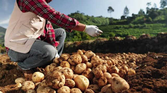 A farmer collects and sorts fresh potatoes during the harvesting process in the morning on the field. The farmer focuses on the abundant and quality harvest.