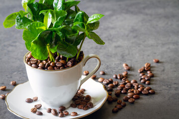 Coffea arabica seedling grows from cup full of coffee beans, creative concept