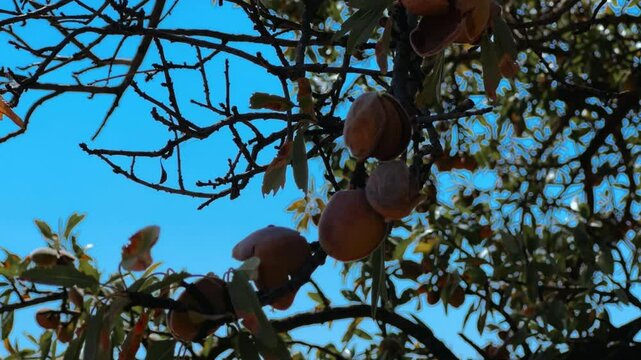 An almond tree hung with ripening green nuts against a sunny sky. Unripe green almonds hanging from the branches on a sunny day. Fresh green almond fruits on a tree, through the sun's rays. 4К