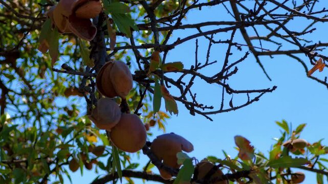 An almond tree hung with ripening green nuts against a sunny sky. Unripe green almonds hanging from the branches on a sunny day. Fresh green almond fruits on a tree, through the sun's rays. 4К
