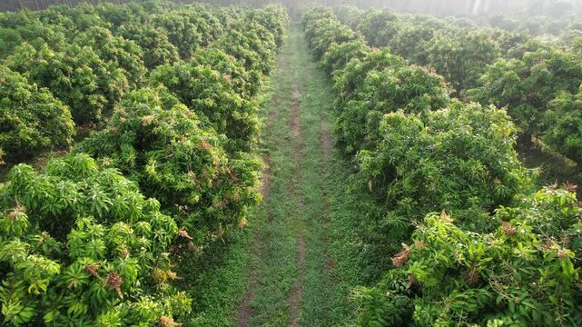 Mango orchard is blossoming in season.