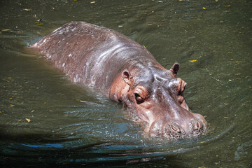 Fototapeta premium A hippopotamus is soaking in the water on a hot afternoon. Concept for World Animal Day