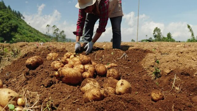 A farmer enthusiastically harvests potatoes by hand on an organic farm in the morning, with green fields and a blue sky in the background, digging them up and gathering them.