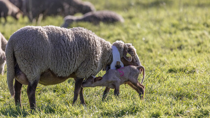 a lamb suckles its mother in a meadow
