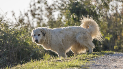 Portrait of a herd dog, patou breed