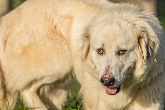 Portrait of a herd dog, patou breed