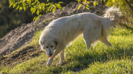 Portrait of a herd dog, patou breed