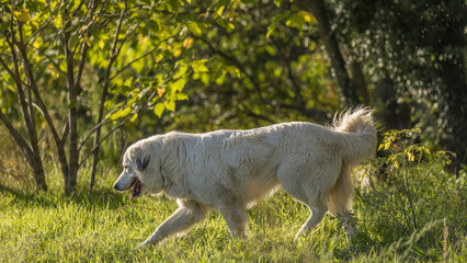 Fototapeta premium Portrait of a herd dog, patou breed