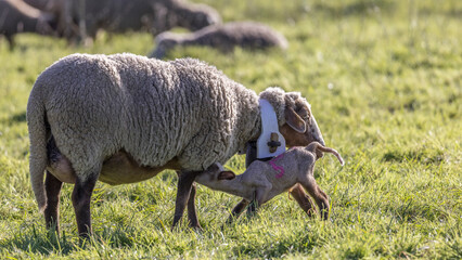 a lamb suckles its mother in a meadow