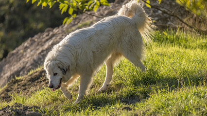 Portrait of a herd dog, patou breed