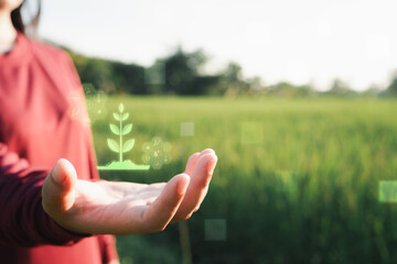 Fototapeta premium a virtual screen showing crop health analysis, exploring sustainable practices, quality standards, and precision farming in Thailand's agricultural industry