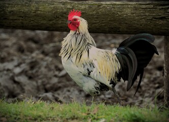 Black and white rooster walking at a farm yard