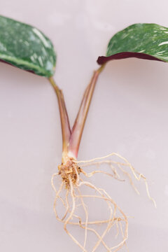 Offshoot of a Calathea Triostar, showing the roots