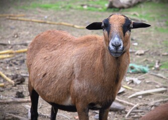 Cameroon sheep or Cameroon Dwarf is a Cameroonian breed of domestic sheep
