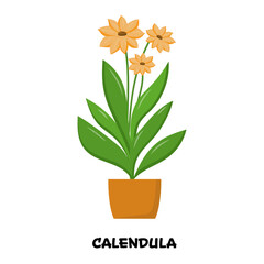 Vector illustration of blooming calendula with buds, green leaves in orange pot, volumetric object for sticker, print.