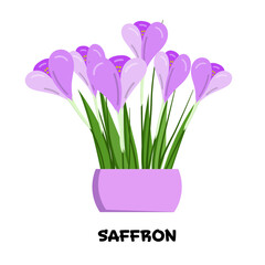 Vector illustration of blooming saffron with large buds, green thin leaves in violet pot, volumetric object, isolated on background.