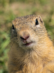 Prairie dog looking at the camera. Close-up portrait a head of a prairie dog's .