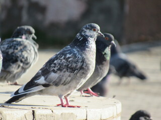 pigeons in the city