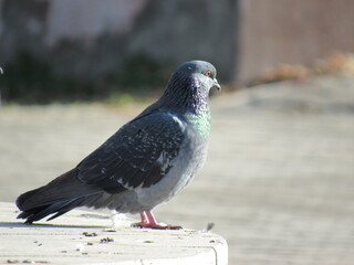 pigeon on the wall