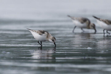 Sanderlings have a meal on the beach