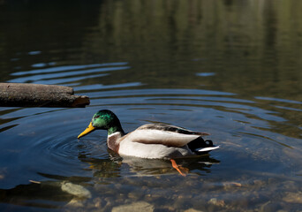 A wild duck glides gracefully across the calm surface of the lake