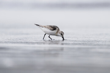 Sanderlings have a meal on the beach