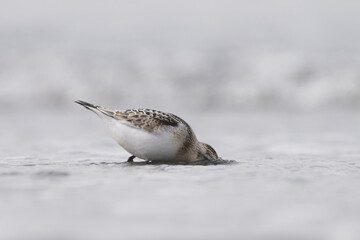 Sanderlings have a meal on the beach