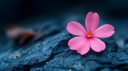 Solitary pink flower on textured dark stone surface expressing serenity and contrast