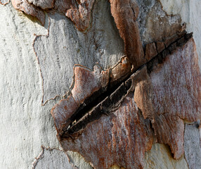 Eucalyptus tree bark texture, Bark of eucalyptus tree, seamless texture, a eucalyptus tree bark texture background image