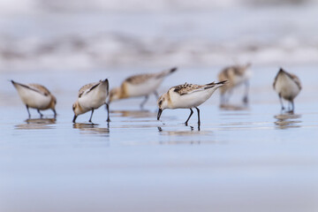 Sanderlings have a meal on the beach