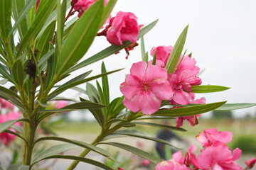 Nerium oleander in bloom, Pink siplicity bunch of flowers and green leaves on branches, Nerium...