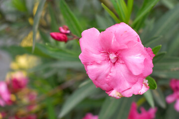 Fototapeta premium Nerium oleander in bloom, Pink siplicity bunch of flowers and green leaves on branches, Nerium Oleander shrub Pink flowers, ornamental shrub branches in daylight, bunch of flowers closeup
