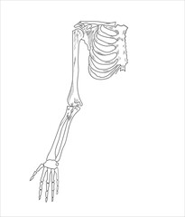 Human skeletal system. Joints and body parts bone icons sketch hand drawing vector illustration. Skull