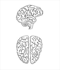 Human organ icons sketch. Lungs, liver, heart, large intestine, tooth, ear	