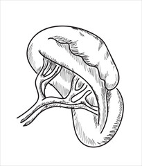 Human organ icons sketch. Lungs, liver, heart, large intestine, tooth, ear	
