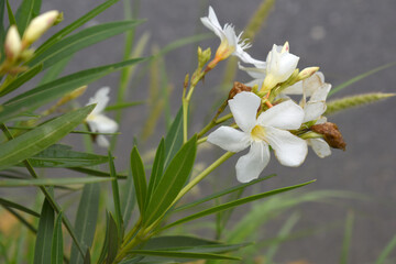 Nerium oleander in bloom, White siplicity bunch of flowers and green leaves on branches, Nerium...