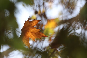 autumn leaves of  on a plane tree, fall season flora