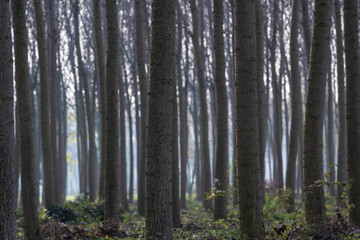Sile River Natural Park