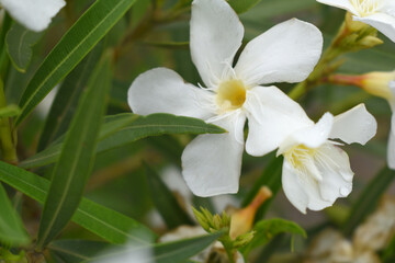 Nerium oleander in bloom, White siplicity bunch of flowers and green leaves on branches, Nerium Oleander shrub white flowers, ornamental shrub branches in daylight, bunch of flowers closeup