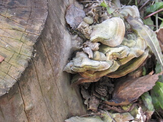 mushrooms on the tree
