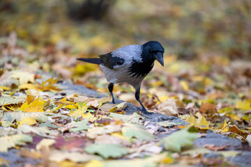 The crow is walking on fallen leaves