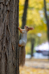 A squirrel that is climbing a tree in the forest