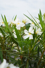 Nerium oleander in bloom, White siplicity bunch of flowers and green leaves on branches, Nerium...