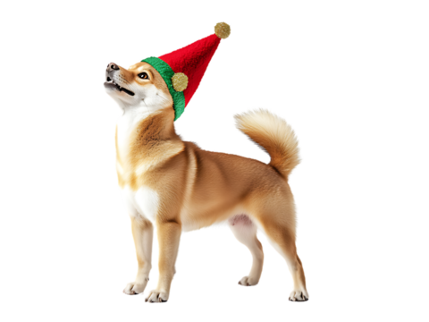 Shiba Inu Dog in Christmas Day Festival wearing Elf hat standing with a happy isolated on transparent background PNG