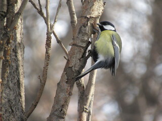 great spotted woodpecker