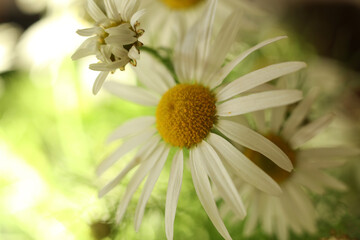 Obraz premium chamomile flower on a green background. selective focus 