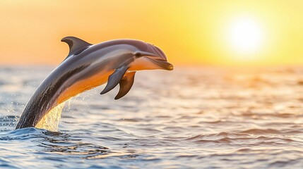 Fototapeta premium A dolphin leaps out of the water against a vibrant sunset, creating a stunning scene of nature's beauty.